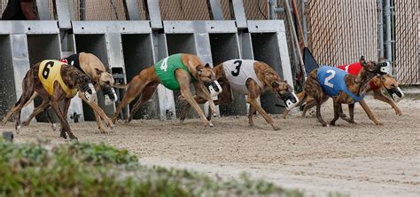 bet365 greyhound|greyhound results 365.